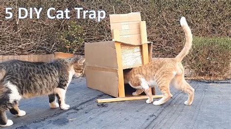 homemade live traps for cats